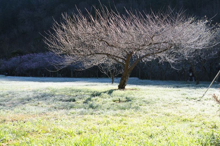 2013-0201-8354_1.JPG