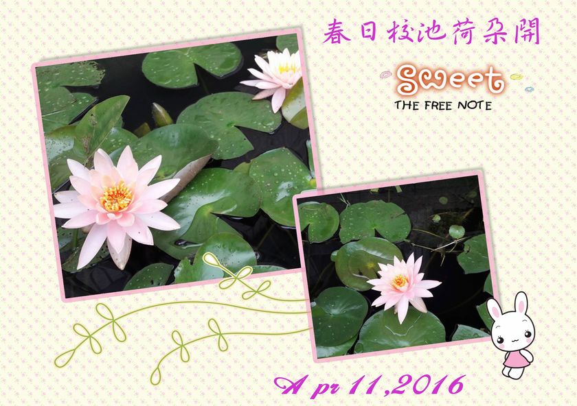 2016-0411-flower.jpg